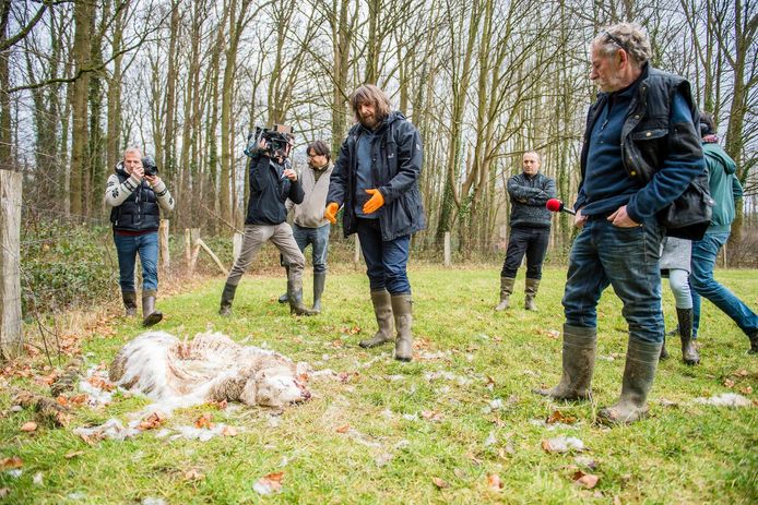 Koen Van Den Berge (INBO) en boer Theo De Cock inspecteren een kadaver.