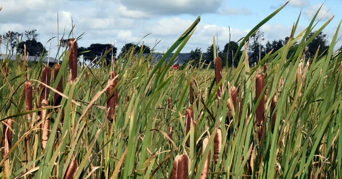 Huis van de toekomst is gemaakt van wilgen, eiken, lisdodden en riet: maar zover is het nog láng nie