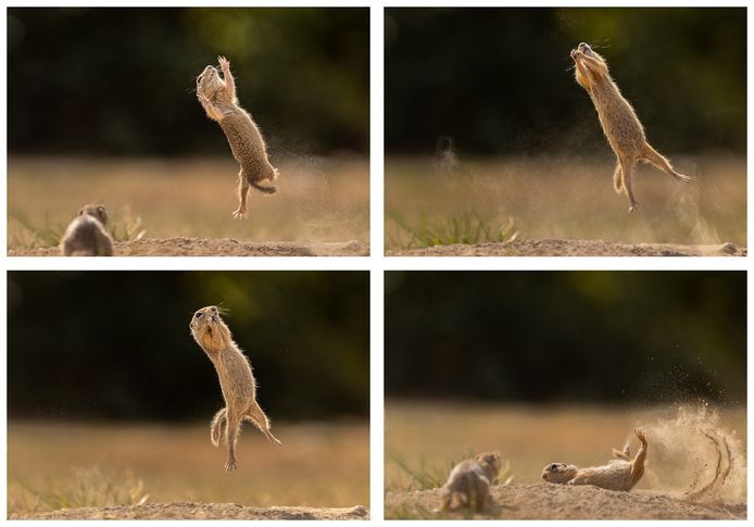 This brave squirrel won an award in the category 