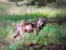 Veluwe is dé hotspot, maar hoeveel wolven leven er nu echt in Nederland? (en hoeveel komen er nog bij?)
