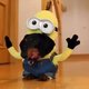 Moet je zien: hondjes als Minions!