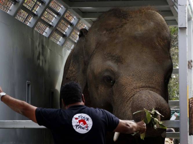 ‘De eenzaamste olifant ter wereld’ verhuist naar Cambodja