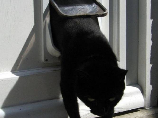 Britse kattenslachter slaat weer toe na arrestatie 'verkeerde'