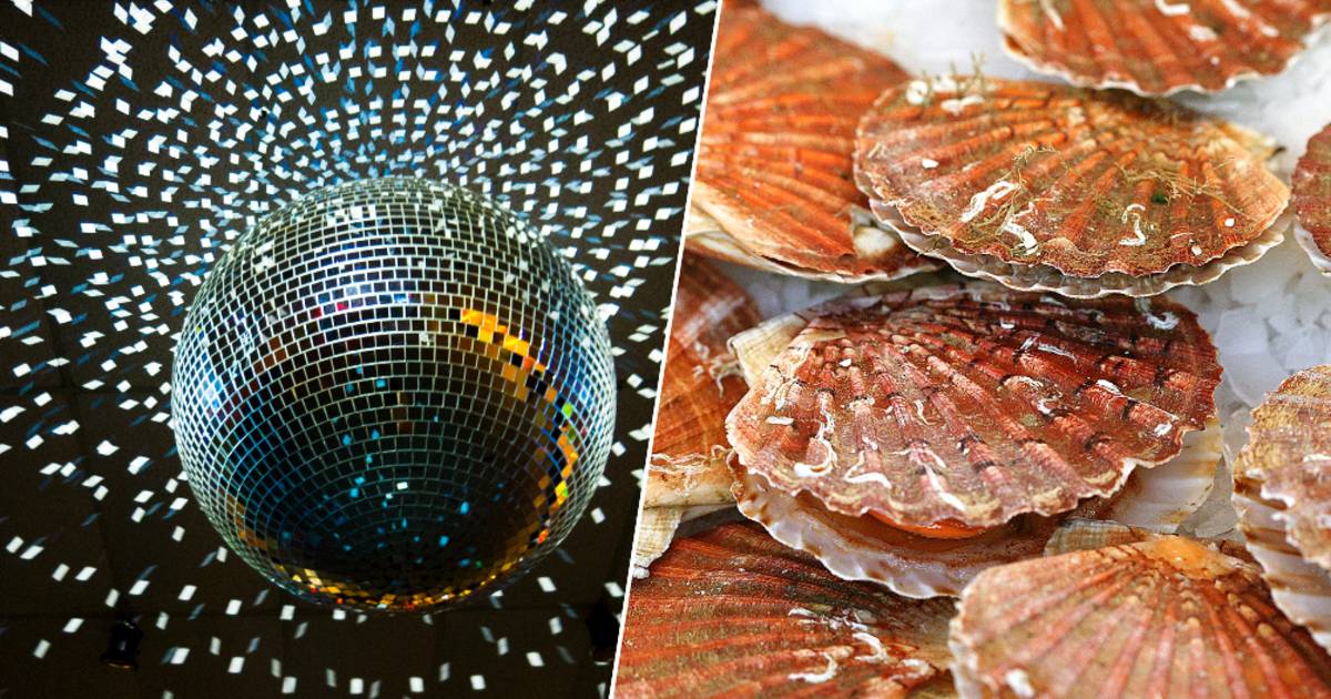 Gli speroni del cerchio amano le ‘luci da discoteca’: scoperte casuali possono portare a tecniche di pesca più ecologiche |  gli animali