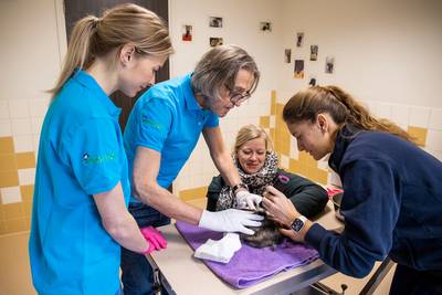 Behandeling van zieke Fikkie lang niet altijd voor een prikkie: meelopen bij dierenkliniek De Hagmol