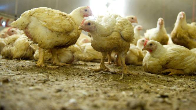 Vogelgriep bij pluimveebedrijf Maasland: 500 kippen geruimd