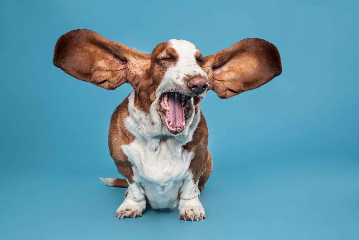 kop Detecteerbaar zondaar Het is belangrijk om de oren van je hond regelmatig schoon te maken, maar  hoe doe je dat?