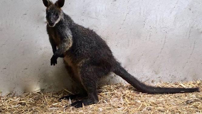 Wallaby gered van verdrinkingsdood heeft nieuwe naam