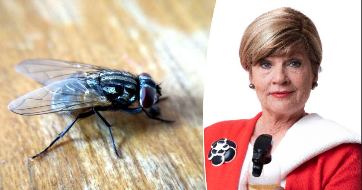 È così che pulisci gli escrementi di mosche e altri animali dentro e intorno alla casa |  pulire