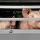 In ons land zijn dieren wettelijk gezien slechts producten en geen levende wezens
