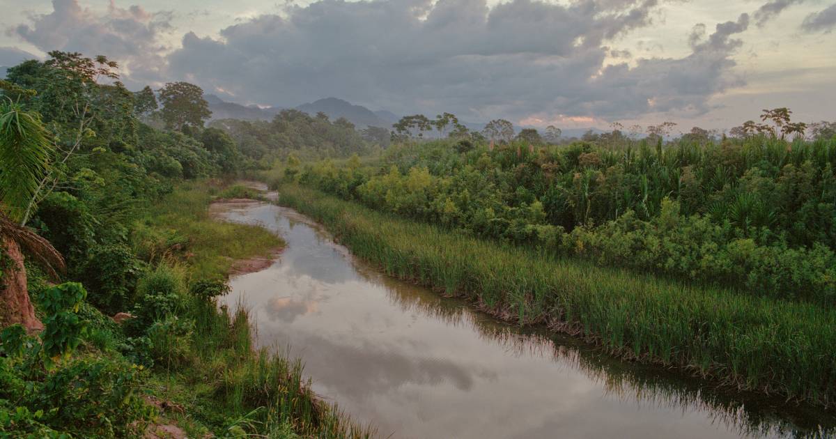 Мужчина прожил 30 дней в Амазонке, питаясь насекомыми и выпивая мочу  странный