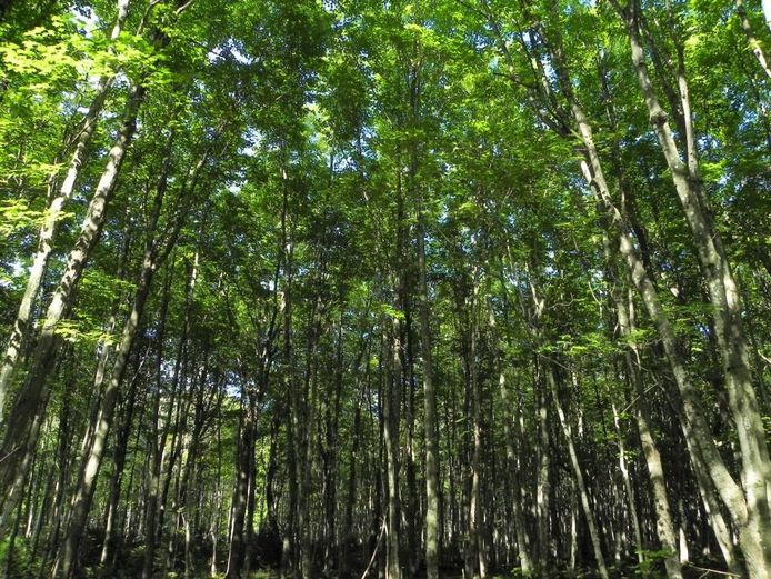 In totaal moeten er wel 80.000 bomen geplant worden voor het plan.