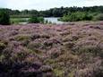 OISTERWIJK. Foto Pix4Profs/Jan Stads
Paarse heide op de Kampina rondom het Belversven