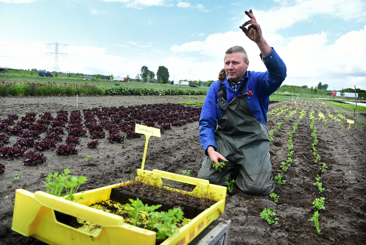 Peet de Krom poot plantjes. Zijn biologisch-dynamisch  tuinbouwbedrijf de Kromme Lepel pacht van Stichting Grondbeheer. Beeld Marcel van den Bergh