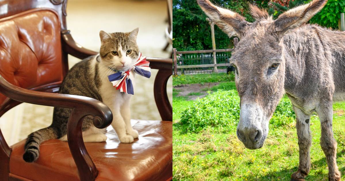 Chico de ezel is de Bergse versie van Larry de kat in Londen: de ...