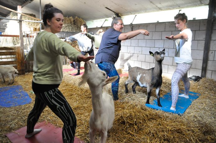 Geitenyoga bij de Boerinn.