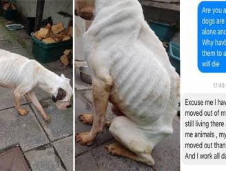 Deze hond was zo verwaarloosd dat je niet eens kon zien welk ras hij was