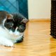 Waarom katten dol zijn op lasers (maar wees wel voorzichtig)