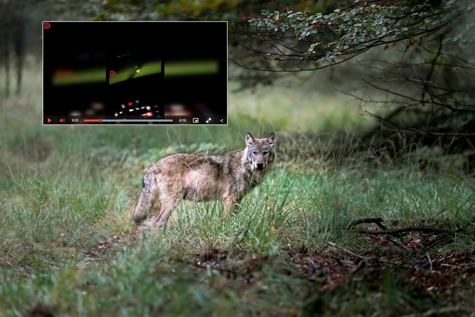 Wolf op de Veluwe, inzetje video VK Mag