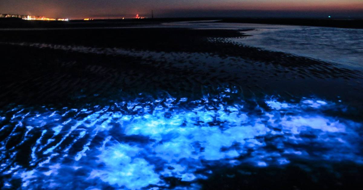 gips Wees Computerspelletjes spelen Zeevonk doet zeewater blauw oplichten aan de westkust: “Een van de  allermooiste natuurfenomenen” | Koksijde | hln.be