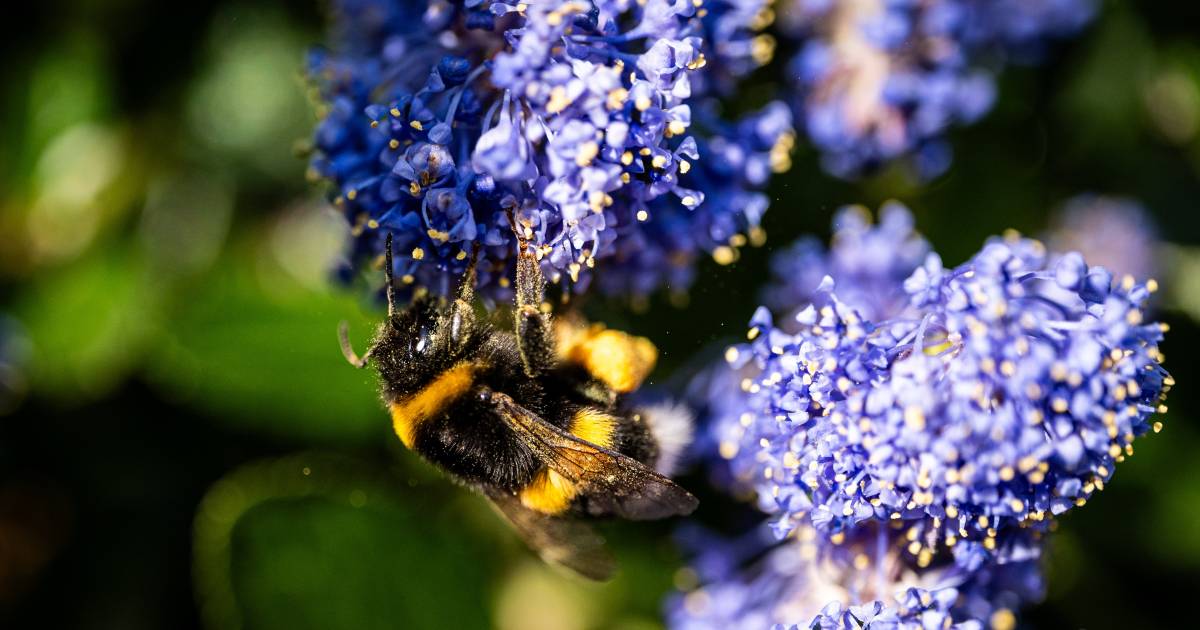 Aux Pays-Bas, la nature souffre du mauvais temps, déclare un biologiste : “Malheureusement, ça ne s’annonce pas bien” |  Domestique