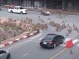 Des “bandes rivales” de singes se battent devant des conducteurs effrayés en Thaïlande