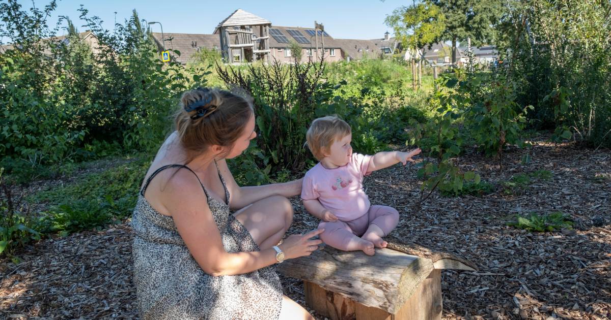 Gratis boompjes om Zeeland groener te maken: mooi plan, maar werkt het ook?