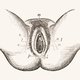 ‘In de studentencursus uit 1975 staat geen woord over de anatomie van de clitoris’