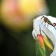 Natuurfotografie: het líjkt zo makkelijk