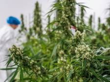 Medicinale cannabis uit de polder komt straks voor de Europese markt vanuit Denemarken