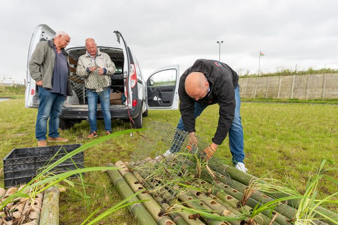 Mark den Dubbelden van Dutch Water Tech plaatst het gaas, gemaakt van aardappelzetmeel, over de planten om vraatschade te voorkomen.