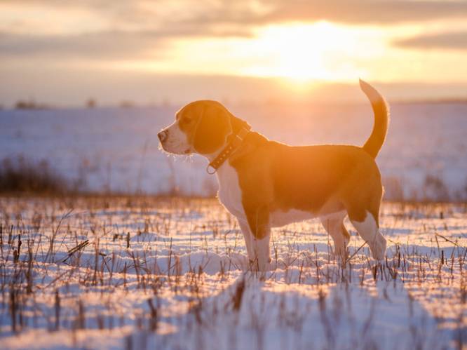 Hond schiet baasje dood tijdens jachtpartij
