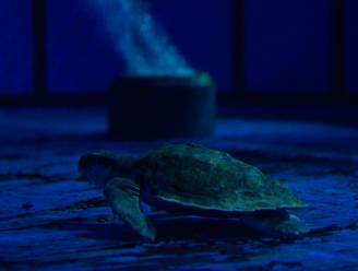 Vijf bedreigde zeeschildpadden gestorven in Rotterdamse dierentuin door te heet water
