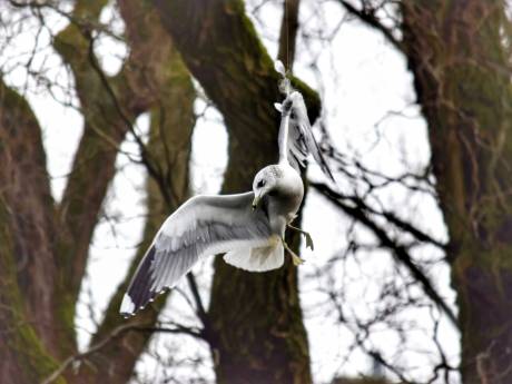 Meeuw hangt aan visdraad in boom in Tilburg