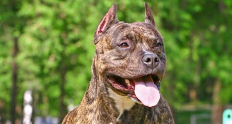 Politie Schiet Agressieve Hond Dood Nieuws Ad Nl