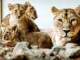 Speelse leeuwenwelpjes verkennen nieuwsgierig hun verblijf in Blijdorp
