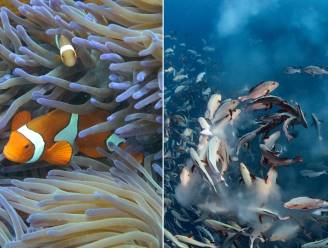 ‘Lelijk’ zijn heeft grote gevolgen voor koraalrifvissen: bepaalde soorten dreigen sneller uit te sterven door minder fraaie uiterlijk 