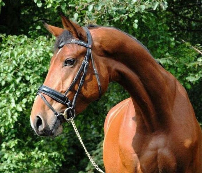 Belle Amie, een van de drie paarden die Rowan S. zou verkopen, maar die, net als Rowan spoorloos verdween. Uiteindelijk is hij voor 5000 teruggekocht