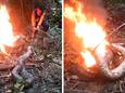 Boze buurtbewoners steken de python in brand