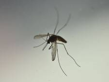 Dengue, zika ou chikungunya: un moustique exotique découvert dans le Limbourg inquiète les scientifiques