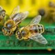 Niet overal gaat het slecht in de natuur, horen Kamerleden