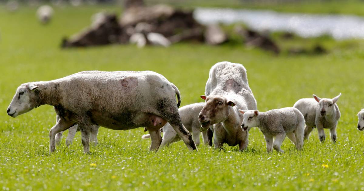 Omstreden handelaar weer in de fout: 120 ernstig verwaarloosde schapen gevonden