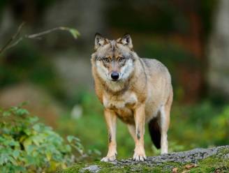 VIDEO. Wolf gespot in Rijkevorsel: “Wellicht krijgen we geen koppeltje op Kalmthoutse Heide”