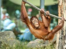 Tinder voor orang-oetans in Ouwehands Dierenpark moet zorgen voor meer jongen