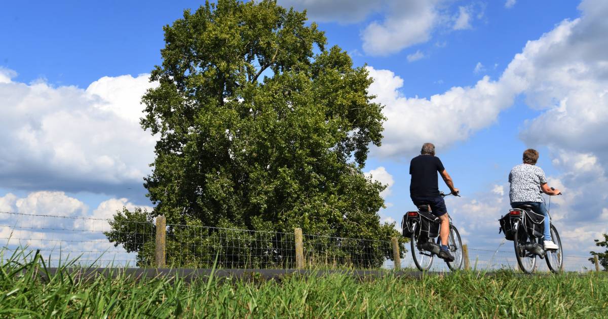 Populier van Opijnen lijkt behouden te kunnen worden