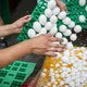 Toxicologen: Haags verweer omtrent fipronil is erg zwak