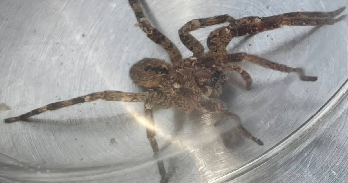 Hoe gaat het met de bananenspin die gevonden werd tussen de boodschappen in Kamperland? ‘Het zijn he