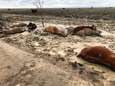 Hartbrekende foto’s tonen “zee van dood vee” in Australië: 300.000 runderen verdronken na recordregens