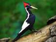 De ‘Vogel van God’ en 22 andere soorten in VS officieel uitgestorven verklaard. Maar hoe erg is dat?