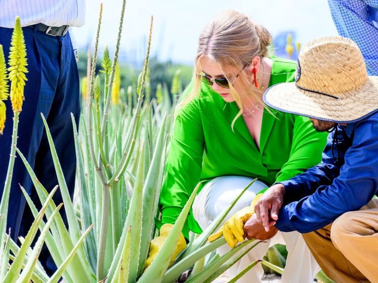 Amalia snijdt Aloë Vera plant en hiket in natuurpark Aruba
